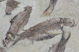 Fossil Fish (Gosiutichthys) Mortality Plate - Lake Gosiute #68422-1